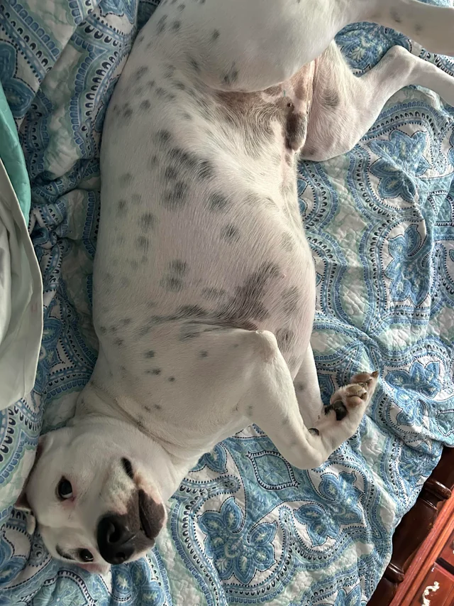 Avis cliente avec chat et diffuseur